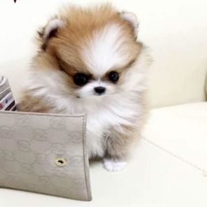 Meet your Posher, Vu